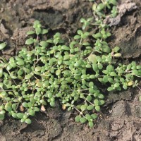 Peplidium maritimum (L.f.) Asch.
